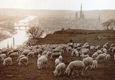 Csc acces k moutons 1912 120x80