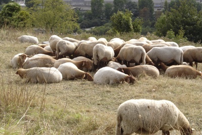 Csc moutons 400x268