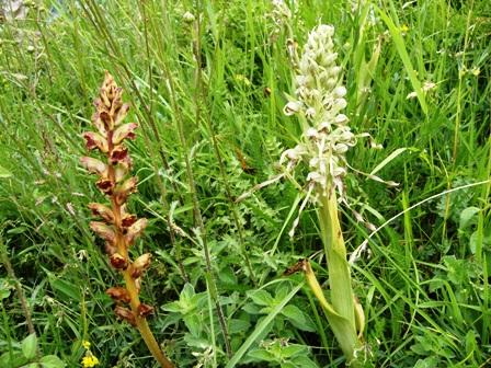 E csc orobanche et orchis bouc 2008 dsc06543 mm