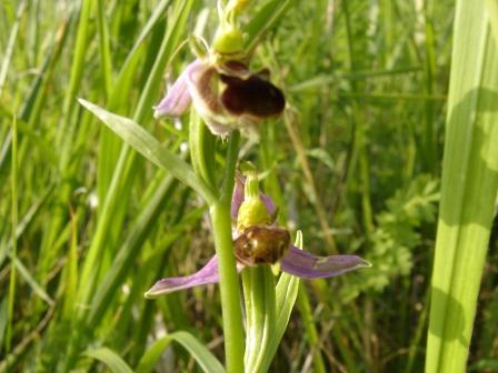 H ophrys bourdon dsc06669 mm